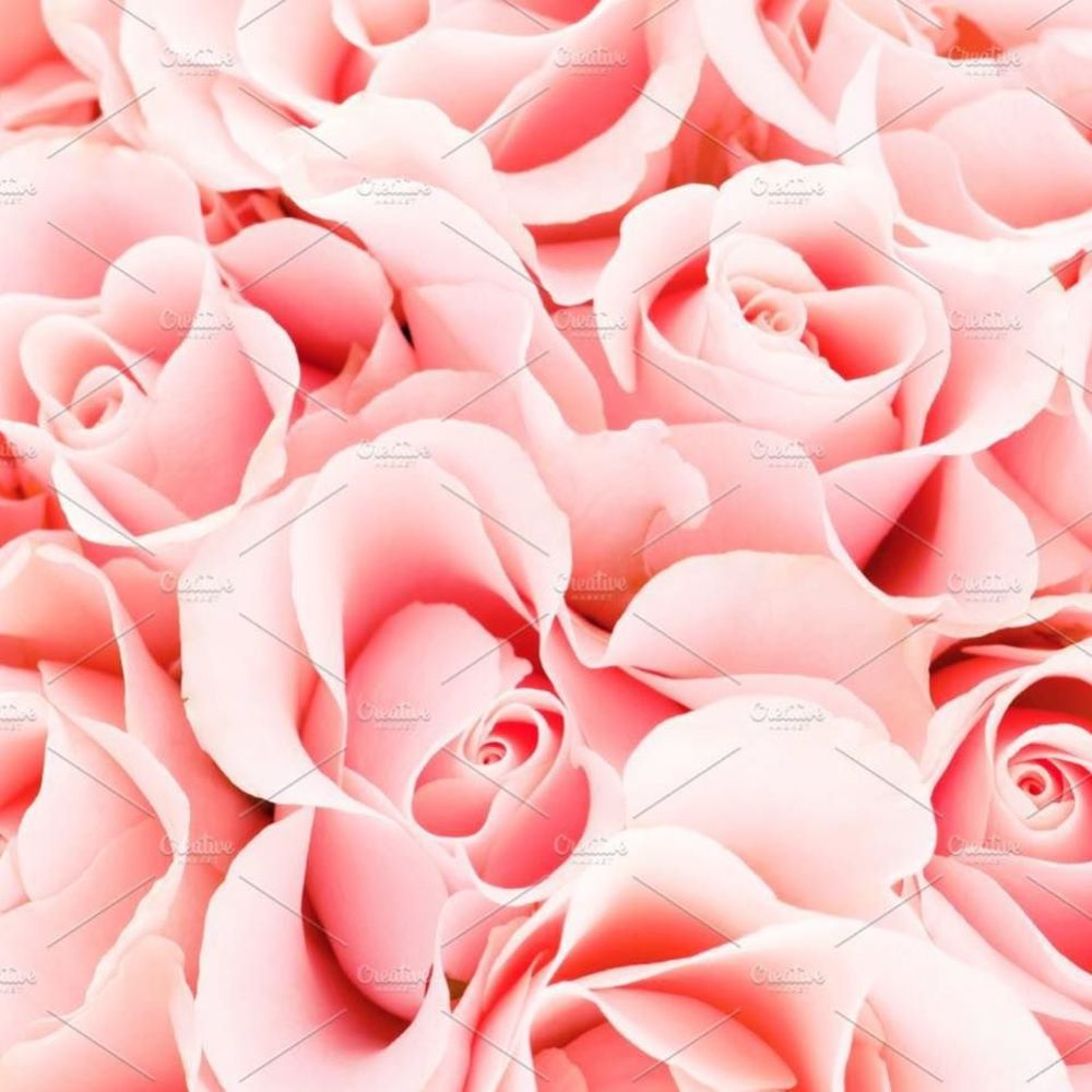 Meet your Posher, Liz